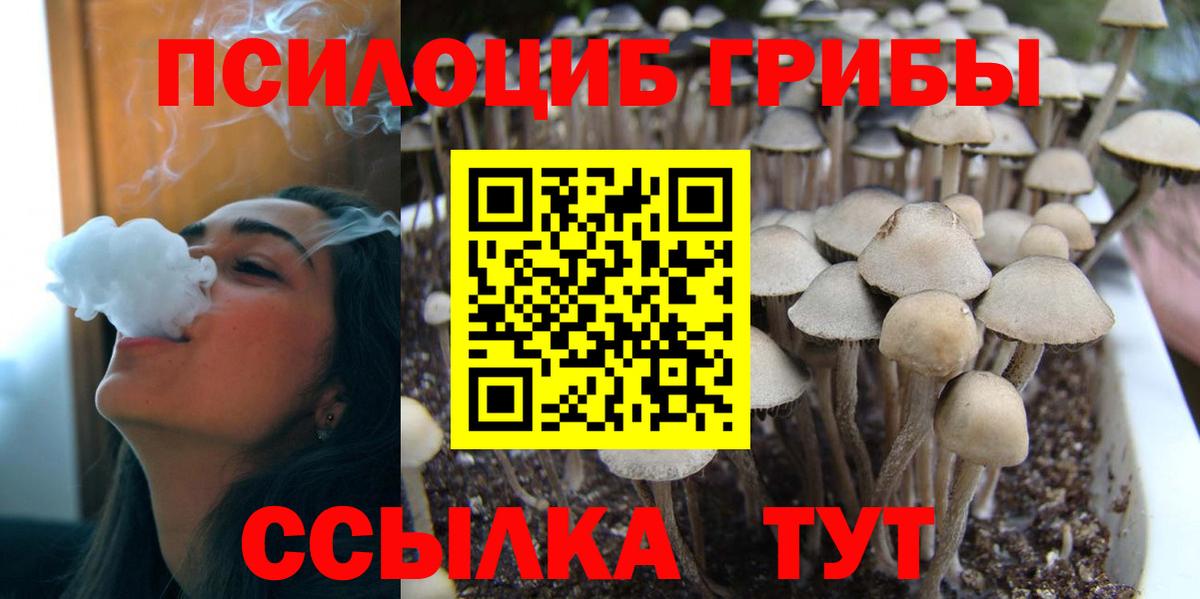 Королёв  Галлюциногенные грибы Psilocybe  Вход с VPN 